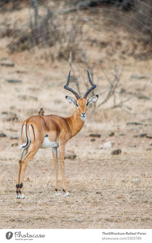 gazelles with bird on their back Safari Animal Africa Colour photo Exterior shot Vacation & Travel Animal portrait Wild animal Tansania Looking into the camera