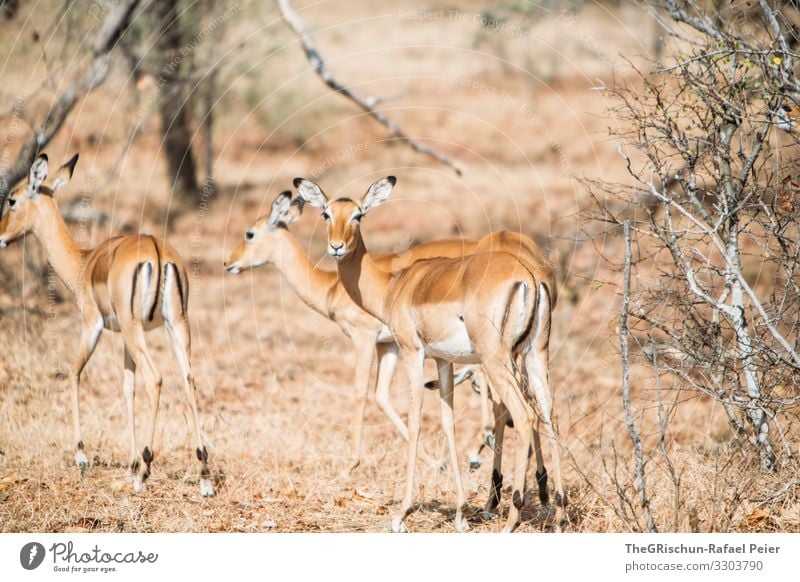 Gazelles group in Tanzania Safari Animal Africa Colour photo Exterior shot Vacation & Travel Animal portrait Tansania Looking into the camera Discover Adventure