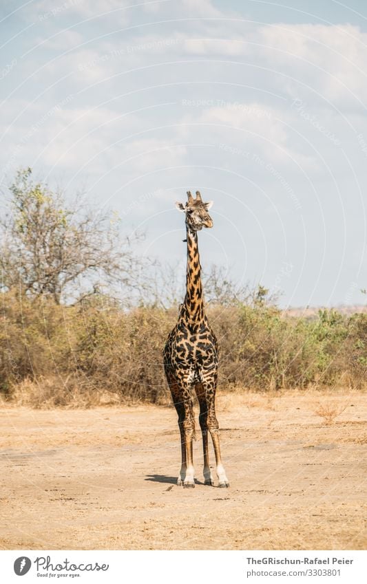 giraffe Tree Savannah Dry Africa Landscape Nature Colour photo Sky Environment Safari Giraffe Pattern Drawing Animal Exterior shot Mammal Vacation & Travel