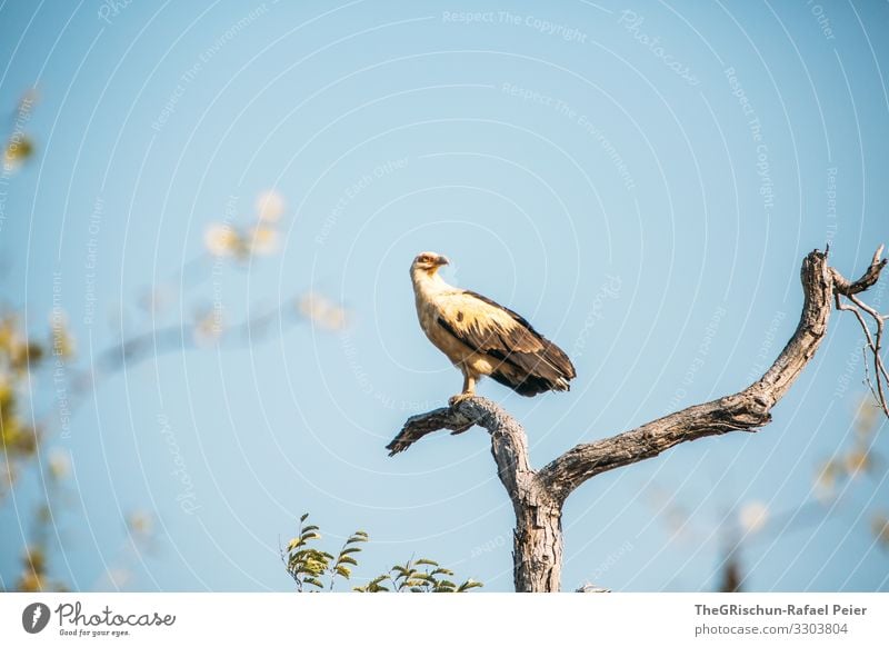 Eagle on a tree Tansania Safari Animal Nature Africa Exterior shot Colour photo Vacation & Travel Adventure Animal portrait 1 Animal face Wild animal Tourism