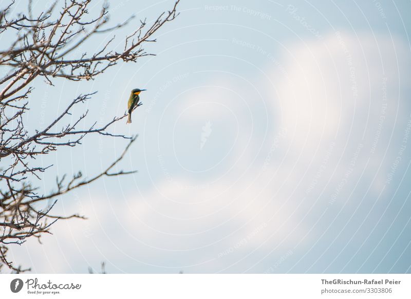 Bird on tree Animal Colour photo Wild animal Nature Blue Deserted Beak Day Safari variegated aesthetics