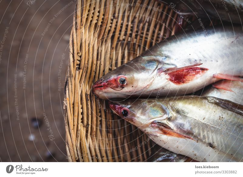 Cambodian catfish in basket Dinner Asian Food Bowl Vacation & Travel Far-off places Nature Lake Animal Fish 2 Eating Healthy Tourism market food fresh fishing