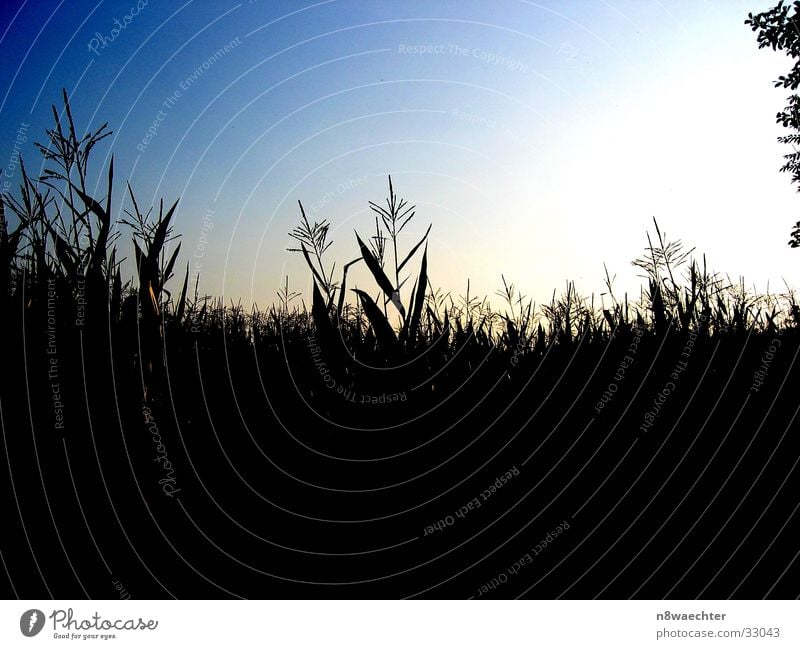 Sky and corn Light Dark Zwillbrocker Venn Earth blue transition Maize Contrast Evening Sun