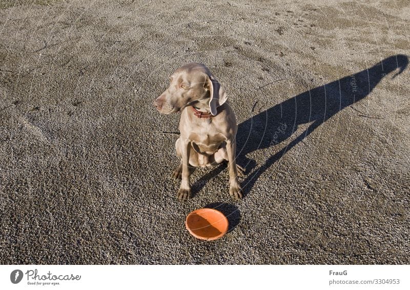 sitting bitch with disc and shadow Dog female dog Pet Animal Weimaraner Hound Animal portrait Neckband Sit View to the side target Shadow Exterior shot Gravel