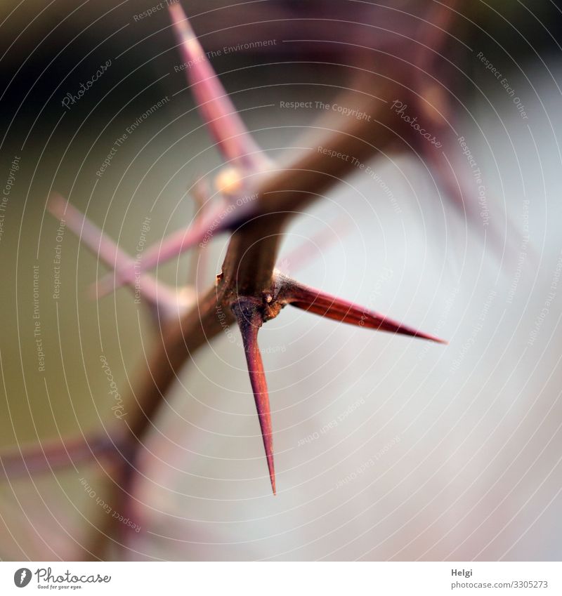 twig with long pointed thorns, close up Environment Nature Plant Winter Twig Thorn Park To dry up Growth Authentic Natural Point Thorny Brown Gray Dangerous