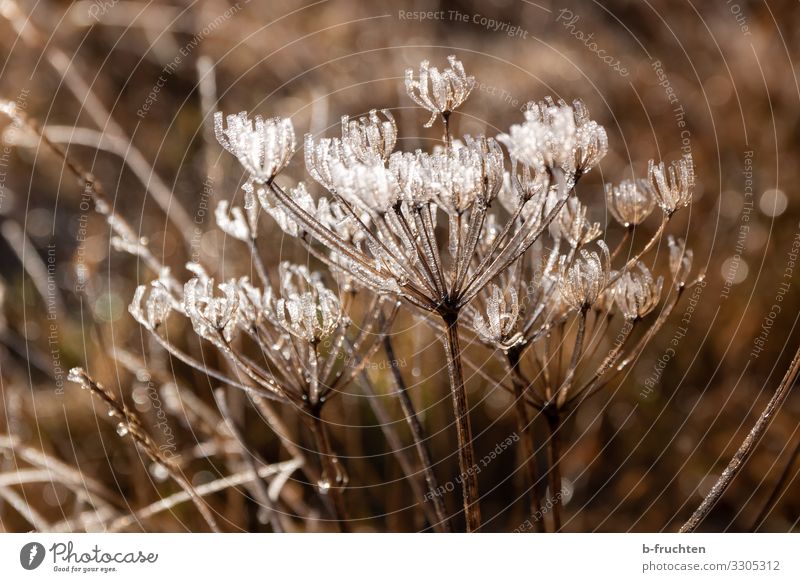 ice age Well-being Calm Meditation Nature Plant Winter Ice Frost Flower Grass Wild plant Garden Park Meadow Observe Esthetic Fresh Cold Ice crystal Frozen