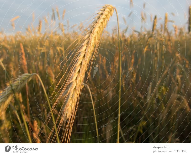 Harvest time. The wheat is in full bloom right now. The stalks are bending. Nutrition Relaxation Hiking Environment Nature Summer Beautiful weather Grain field