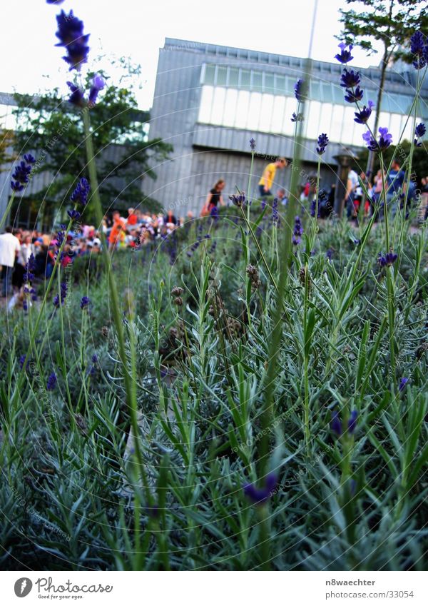 Green(s) in Cologne Flower Blossom Building Pedestrian Assembly Far-off places Background picture Foreground Transport Blue Human being Crowd of people Movement