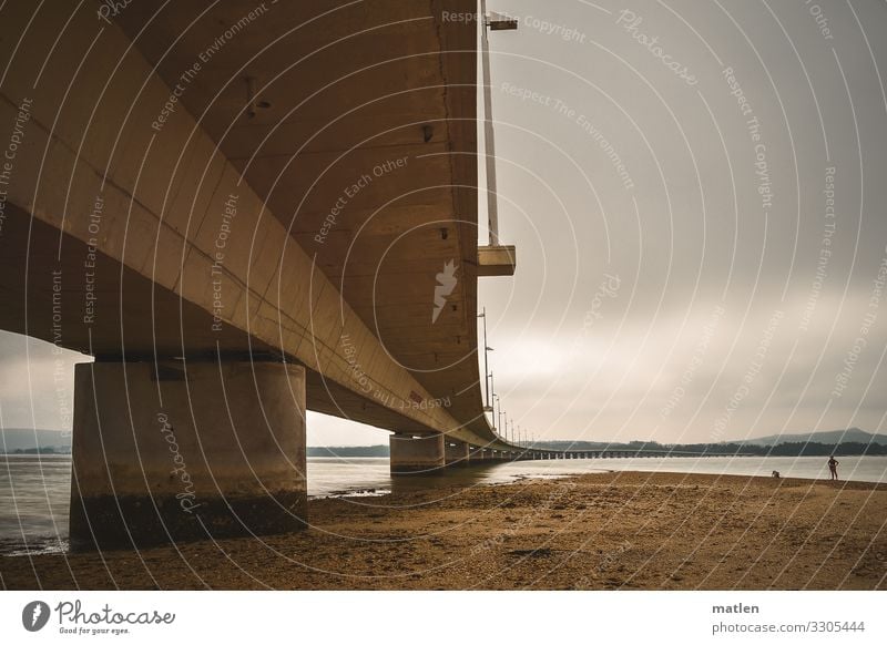 one of the seven... Sand Clouds Horizon Summer Coast Beach Bay Ocean Traffic infrastructure Street Bridge Dark Brown Gray To go for a walk Dog Colour photo