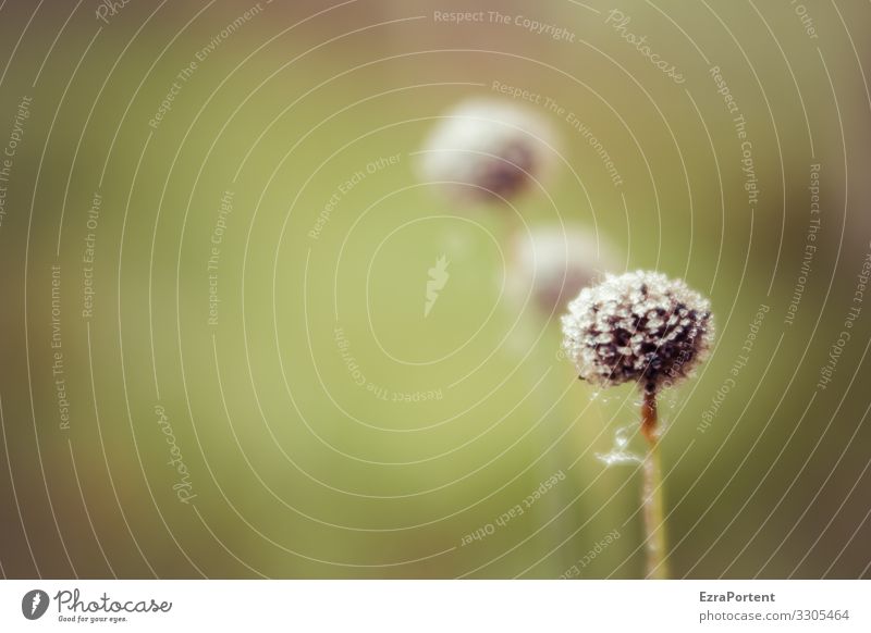 ... Environment Nature Climate Plant Blossom Wild plant Meadow Brown Green 3 Frost Hoar frost Winter Colour photo Subdued colour Close-up Deserted