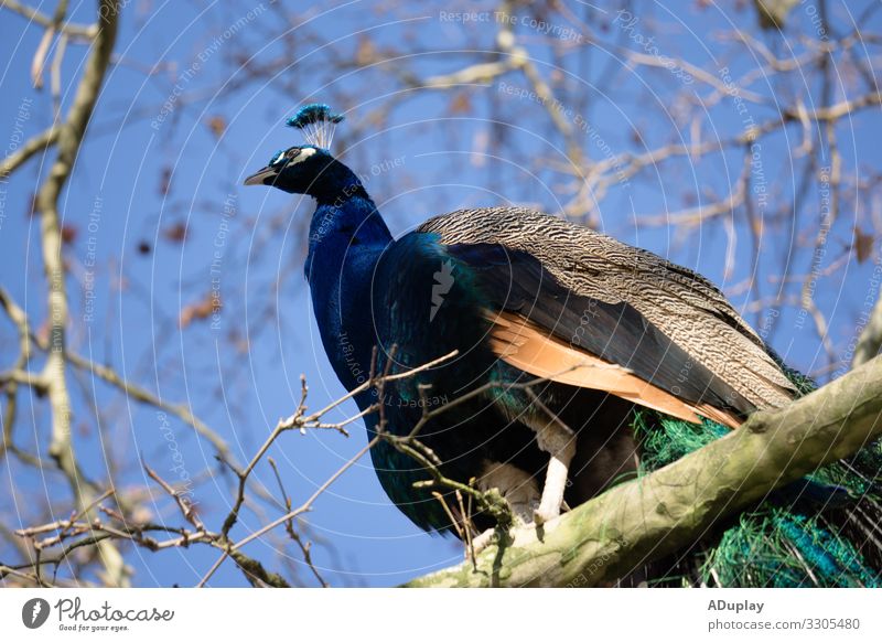 Peacock in tree, Pfau im Baum Nature Plant Animal Air Sky Winter Tree Park Wild animal Bird Animal face Wing Peacock feather 1 Cold Colour photo Multicoloured