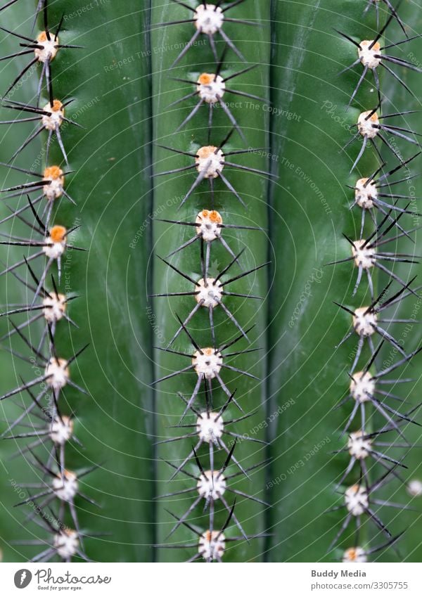 Browningia cactus close up Environment Nature Plant Cactus Exotic Exceptional Threat Fat Authentic Sharp-edged Large Cold Natural Rebellious Point Thorny Gold