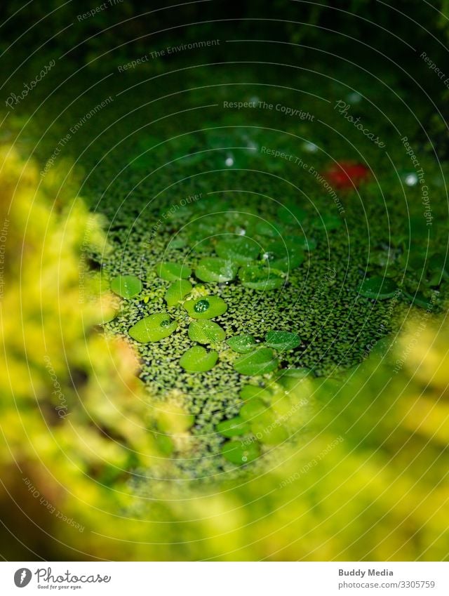 Green pond oasis in the botanical garden Elegant Garden Gardening Environment Nature Plant Water Drops of water Moss Leaf Blossom Foliage plant Wild plant Park