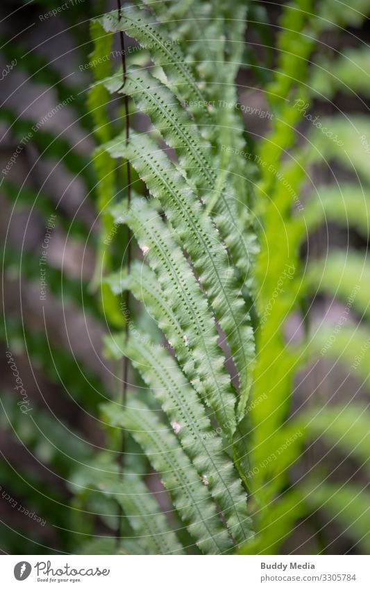 Exotic fern Nature Plant Fern Leaf Foliage plant Wild plant String Hang Elegant Soft Gray Green Pteridopsida hanging plant Botanical gardens Berlin Colour photo