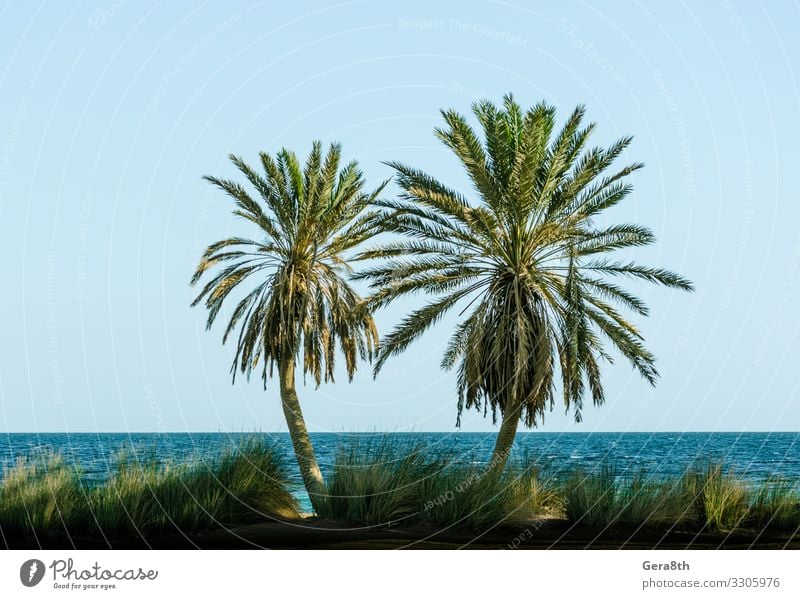 green palm trees on the Red Sea in Egypt Dahab Relaxation Vacation & Travel Tourism Summer Beach Ocean Waves Nature Landscape Plant Sand Sky Horizon Tree Grass