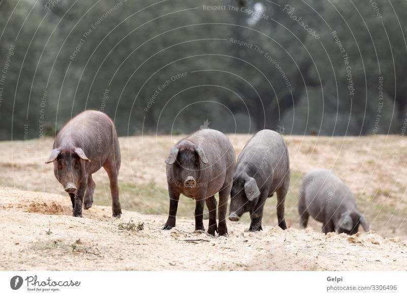 Iberian pigs grazing Meat Eating Gastronomy Nature Landscape Animal Tree Meadow Paw Herd To feed Feeding Black Pigs Farm Pork Ham Spain Rural livestock piggy