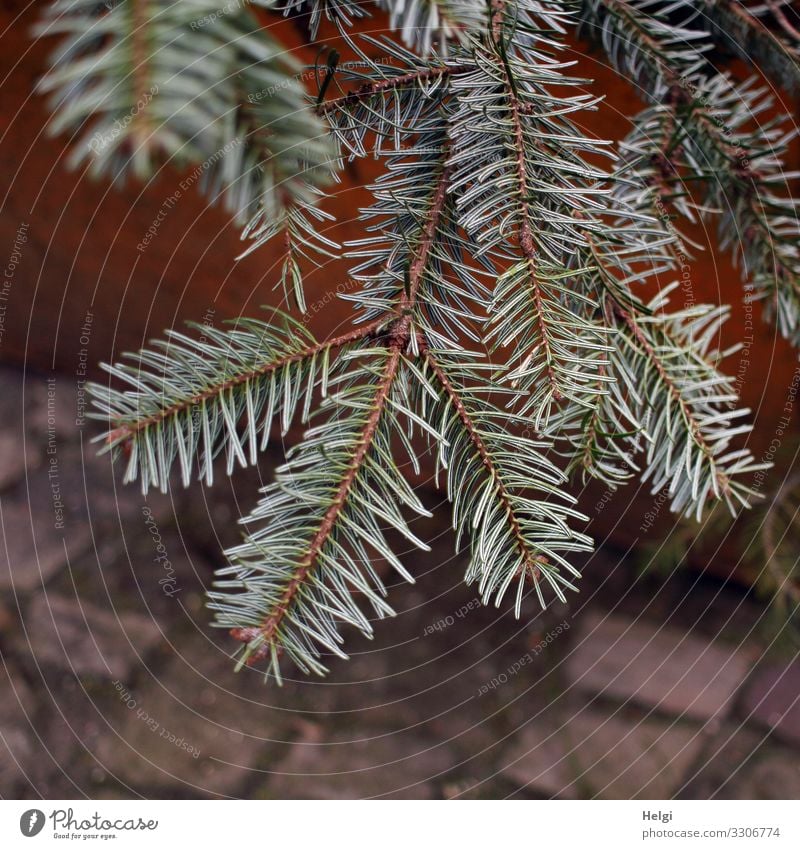 worn-out dried out fir branches in a waste container Environment Nature Plant Fir branch Fir tree Fir needle Stone Lie Authentic Simple Natural Brown Green