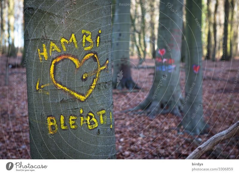 In the Hambach Forest Environment Nature Summer Climate change Tree Characters Graffiti Heart Love Authentic Friendliness Together Sustainability Positive