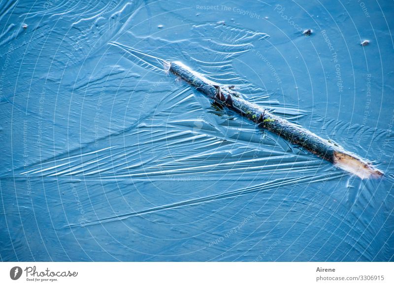 blue ice Elements Winter Beautiful weather Ice Frost Branch Pond Lake Freeze Blue Cold Frozen surface Black ice Light blue Sky blue Stick Firm Captured