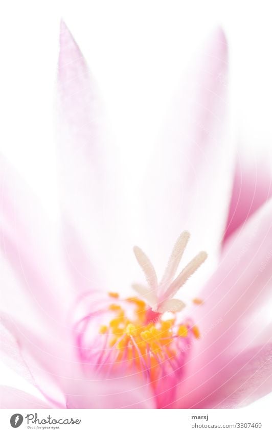 The inside of an Easter cactus blossom Hope Elegant Spring fever Force Colour photo Illuminate Blossoming Flower Plant Summer Multicoloured Pistil Pollen