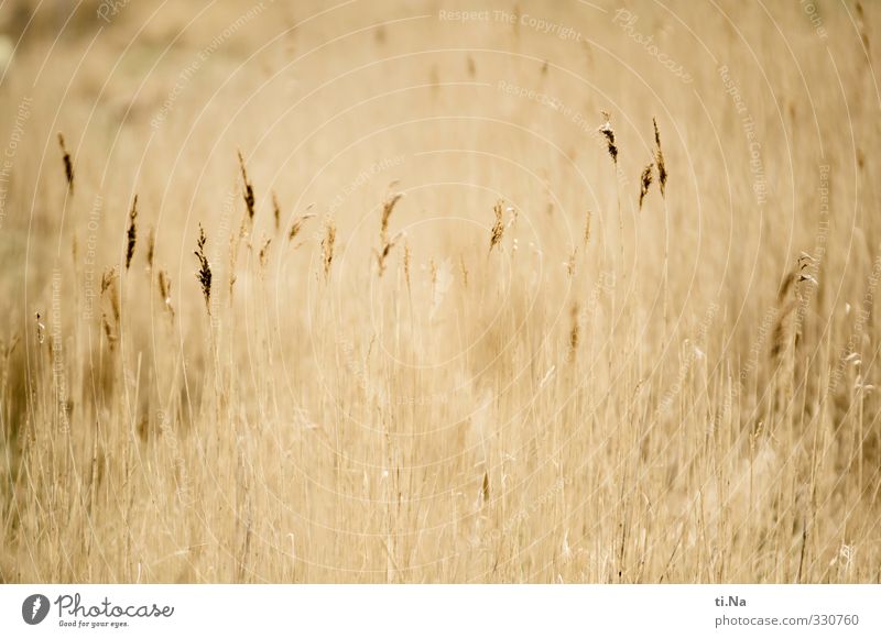 Rømø | Reed Spring reed grass Marsh grass Coast River bank Island Growth Natural Brown Yellow Relaxation Tourism Environment Environmental protection