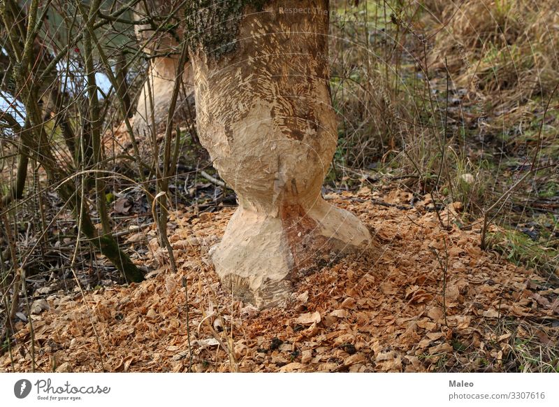 Beaver ruined tree trunks Rodent Coast Lakeside River bank Tree Animal Nature Teeth Water Wood Large Brown Wild animal Forest Tree trunk Gnaw