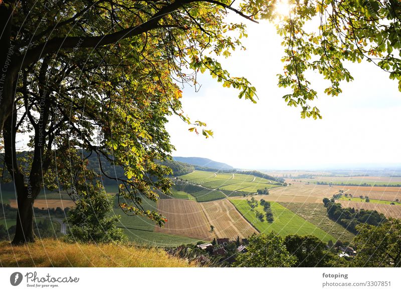 Vineyards near Castell in Lower Franconia Beautiful Tourism Trip Far-off places Summer Sun Hiking Agriculture Forestry Nature Landscape Clouds Weather Fog