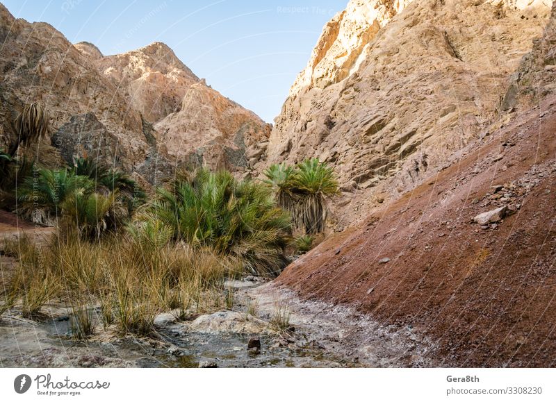 mountain landscape with palm trees in the desert of Egypt Relaxation Vacation & Travel Tourism Summer Mountain Nature Landscape Plant Sky Clouds Tree Grass