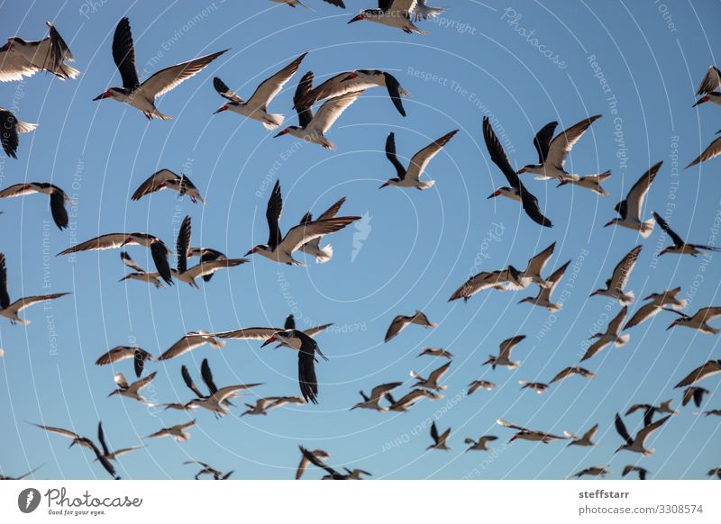 Flying black skimmer terns Rynchops niger Beach Ocean Nature Landscape Coast Animal Wild animal Bird Flock Blue Red Black Terns Duck birds Clam Pass Naples