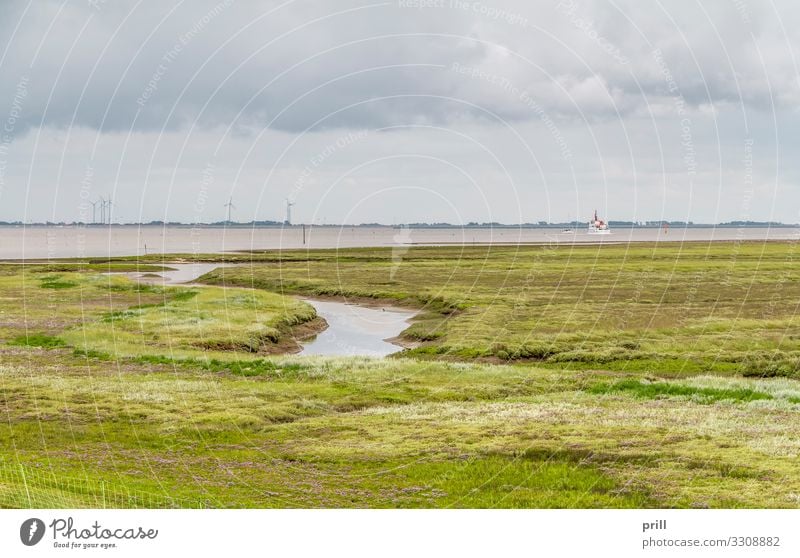 Spiekeroog in East Frisia Summer Ocean Island Flat (apartment) Nature Landscape Plant Water Coast North Sea Authentic East Frisland Friesland district Overgrown