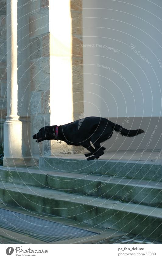 Black Cheetah Dog Hundred-metre sprint Running Stairs