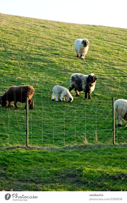 Sheep on the pasture in Vitt Village Fishing village Island Cap Arcona Coast Wet meadow Landscape Mecklenburg-Western Pomerania Baltic Sea Baltic island Rügen