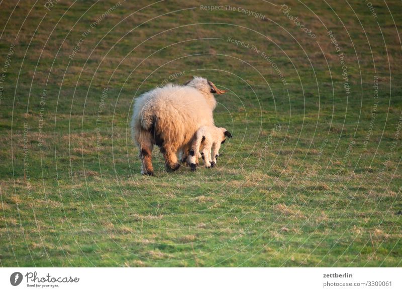 A Sheep and a Lamb Evening Village Twilight Island Cap Arcona Coast Landscape Mecklenburg-Western Pomerania Ocean Baltic Sea Rügen Vacation & Travel white