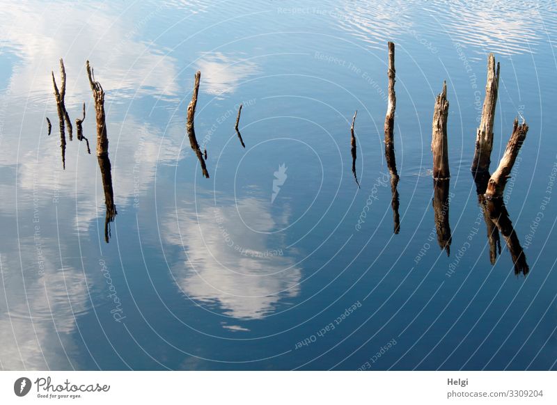 Moor lake with dead branches and reflection of sky and clouds Environment Nature Water Sky Clouds Spring Beautiful weather Tree stump Bog Marsh Old Stand