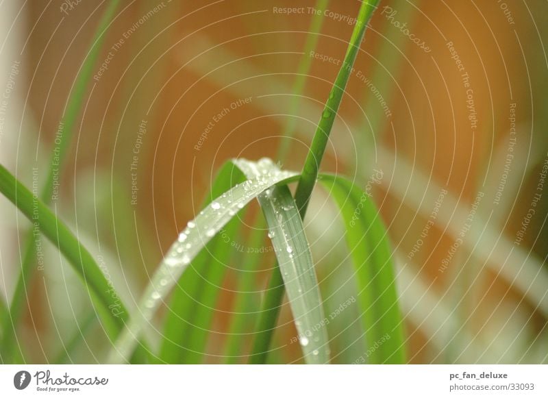 Reed in the rain Common Reed Green Rain Detail Drops of water Rope