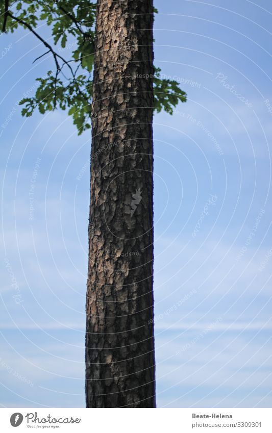 ... May has come ... early morning Blue sky Beautiful weather Sky Exterior shot fresh start Nature Sunlight Tree leaves Leaf rungs Vertical Upward confident