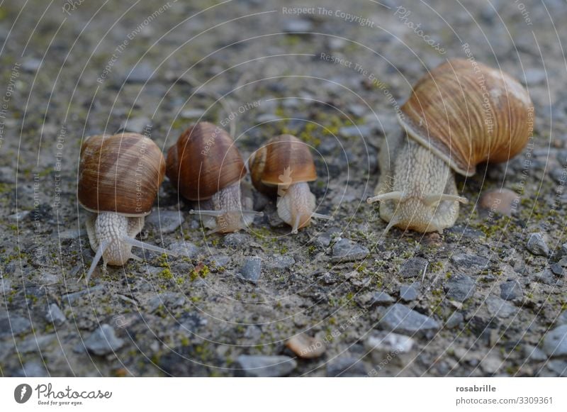 Snail race on slime layer | skin thing Contentment Calm Sporting event Family & Relations Animal Wild animal 4 Group of animals Slimy Brown Gray Spring fever