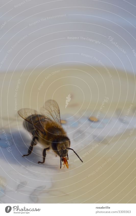 it smells like... | Honey - bee at the honey lick on a plate Plate Bee lap Sweet Trunk Near Sticky detail macro Insect buckfast palpate Investigate Interest