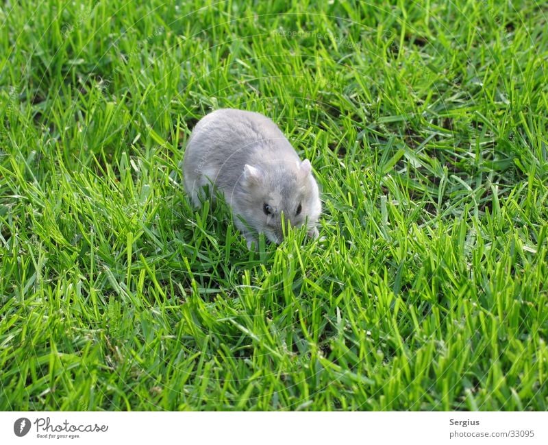 Dwarf hamster on the lawn Hamster Pet Zoom effect Close-up Pygmy Hamster Lawn