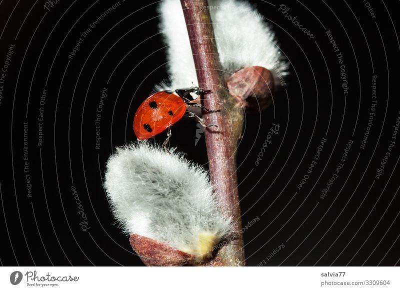 Beetles and kittens Environment Nature Plant Animal Spring Bushes Blossom Catkin Ladybird Seven-spot ladybird Insect 1 Crawl Spring fever Happy Lanes & trails