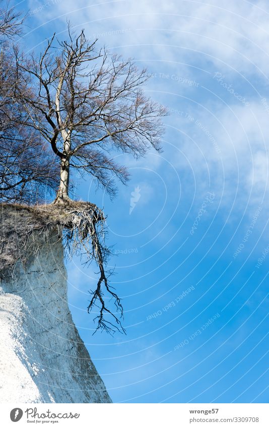 steadfastness Nature Landscape Plant Winter Beautiful weather Tree Coast Baltic Sea Limestone rock Hang Stand Wait Natural Above Blue Brown White Bizarre Threat