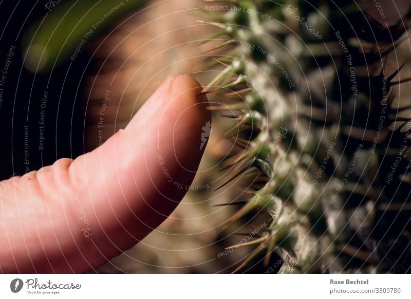 CactusLove Human being Masculine Fingers Thumb Thorn Thorny Touch Near Brown Green Intimacy Gap Colour photo Interior shot Copy Space left Copy Space right Day