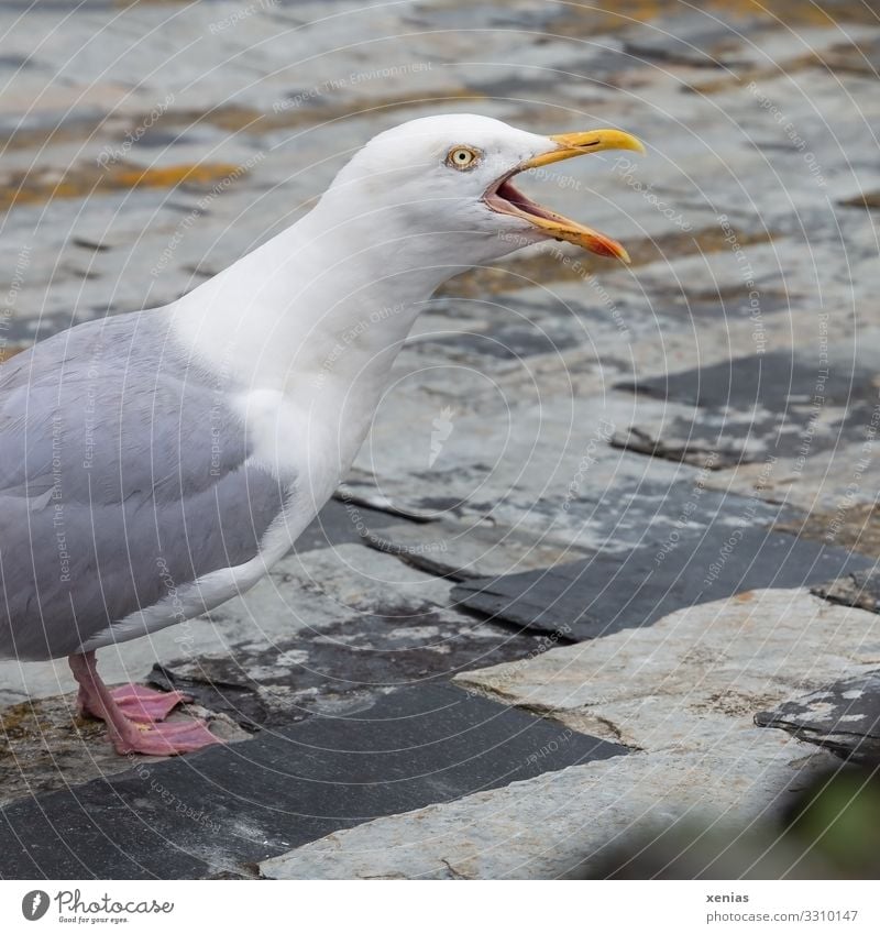 Screeching seagull standing on slate Nature Roof Shingle Animal Wild animal Bird Seagull Beak 1 Aggression Gray Orange White Anger Aggravation Town grievance