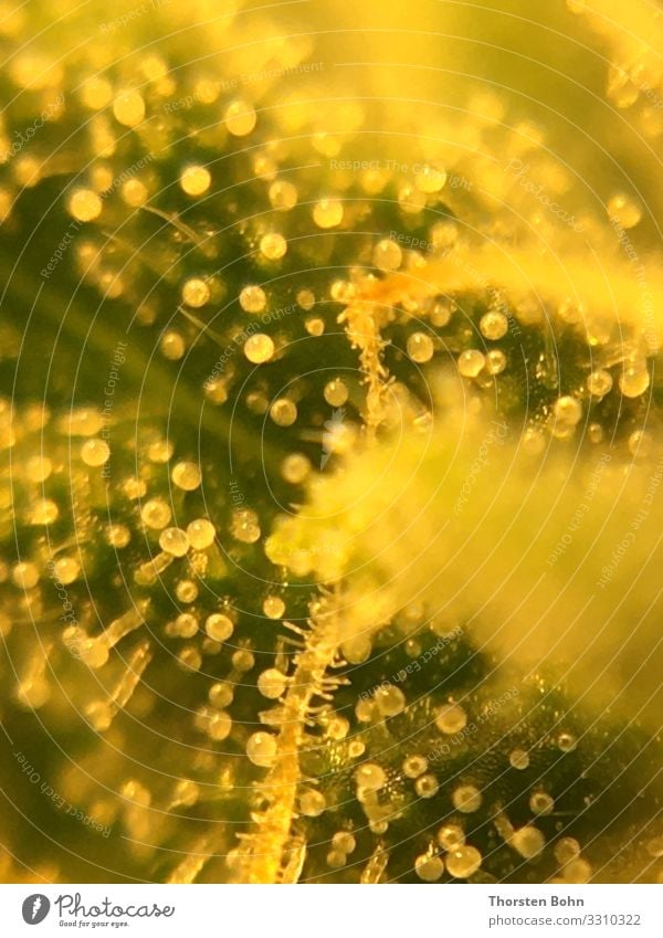 Trichomes Flowering Plant Nature Hemp Blossom Growth Medication Subdued colour Macro (Extreme close-up) Deep depth of field Bird's-eye view