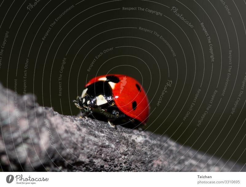 Ladybug on a dry branch of a tree. Small red insect on dry plant. natural background closeup biology colours down lady climbing creature ecology ladybug spotted