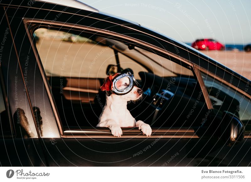 cute dog traveling in a car wearing vintage goggles at sunset Jack Russell terrier Dog Car Vacation & Travel Trip Joy Cute Small Delightful Sunset Beach