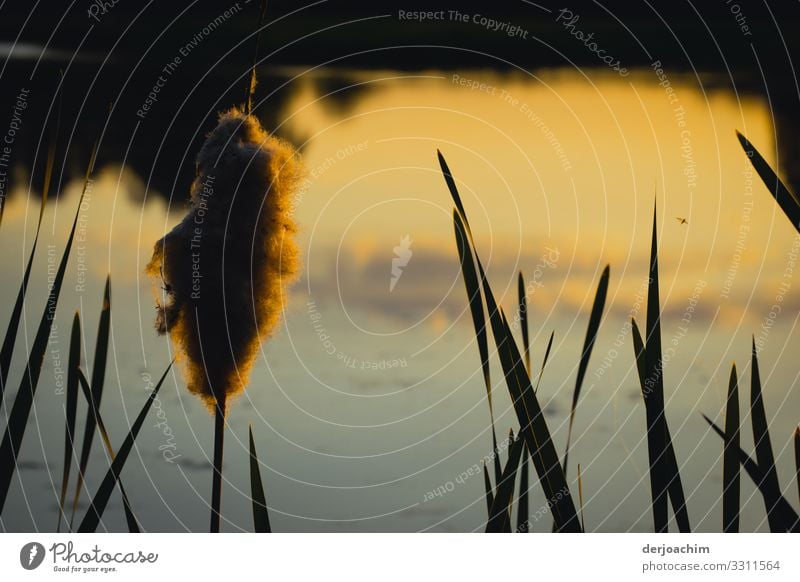 Cattail at the pond in the evening light.very nice colors. Joy Harmonious Hiking Nature Beautiful weather Cattail (Typha) Bavaria Germany Deserted Plant Observe