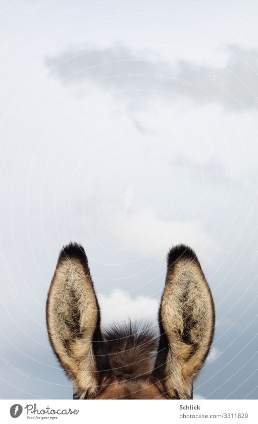 Dog Ears Listen ! Sky Animal Farm animal Pelt Donkey House donkey 1 Listening Funny Brown Gray Watchfulness Mammal Clouds detail perpendicular sound erect