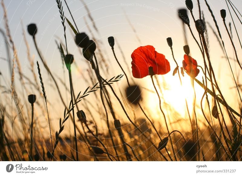 Golden Time Summer Beautiful weather Flower Meadow Field Blossoming Fragrance Illuminate Faded To dry up Growth Hot Bright Dry Warmth Red Contentment