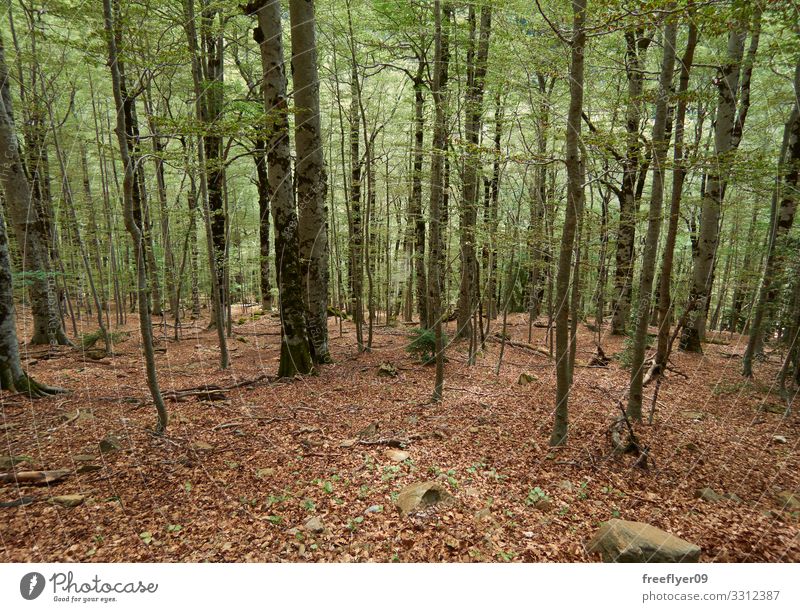 Wild spanish forest Beautiful Vacation & Travel Sun Hiking Nature Landscape Plant Autumn Fog Tree Leaf Park Forest Virgin forest Bright Natural Gold Green